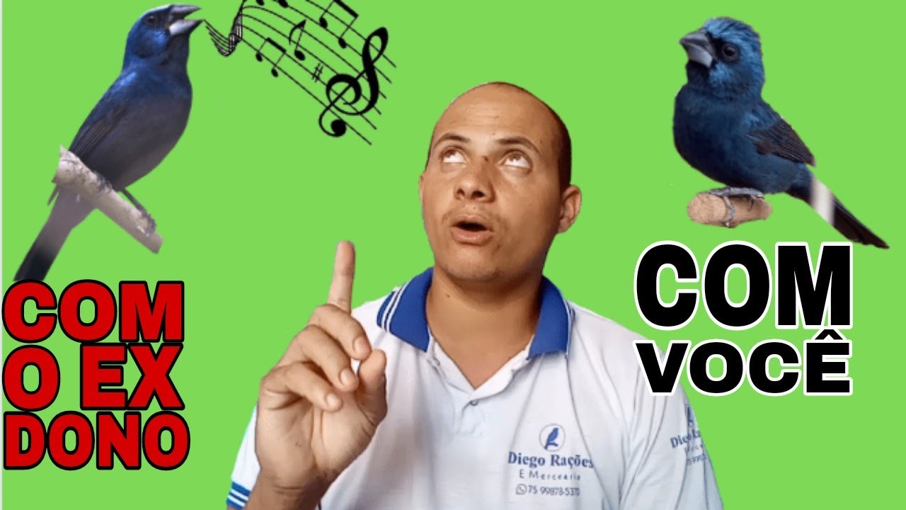 Qual o manejo com AZUL&Atilde;O rec&eacute;m chegado na sua casa