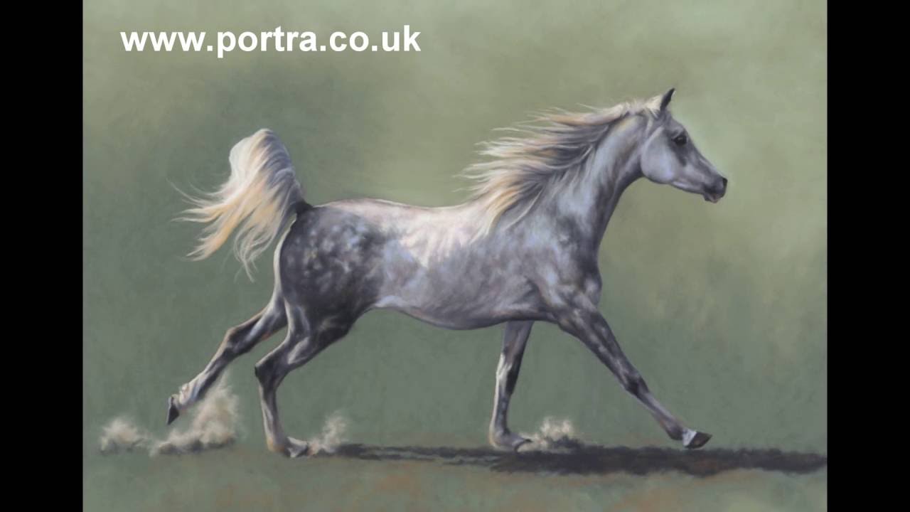 Speed Painting: Grey Arabian Horse in Pastel