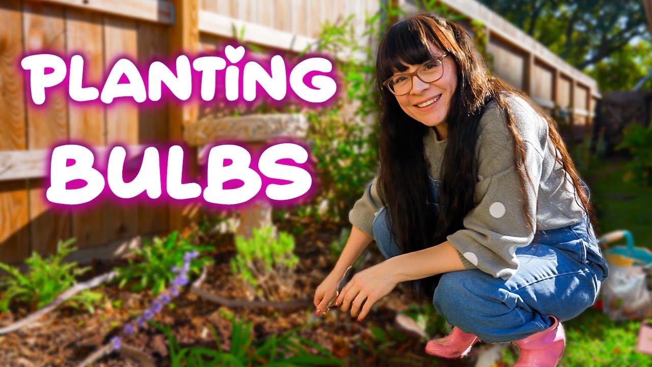 Planting Spring Bulbs in Winter, Tulips, Daffodils, Crocus