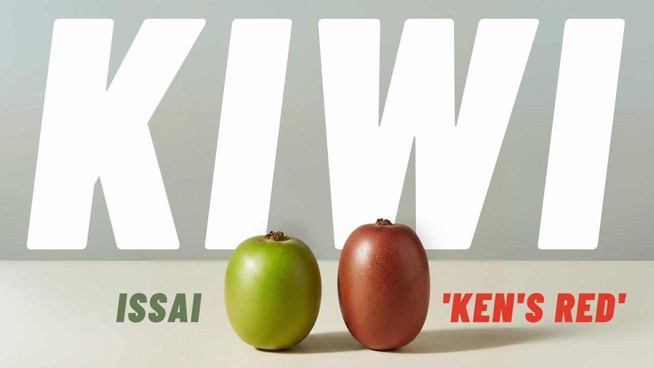Kiwi Actinidia Arguta Issai e Arguta Ken's Red. Come si fa ad avere i frutti?
