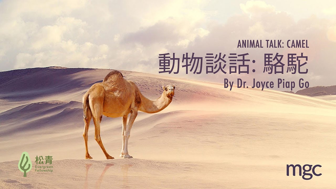 Animal Talk Camel by Dr. Joyce Piap-Go - 10/14/2020 (Evergreen)