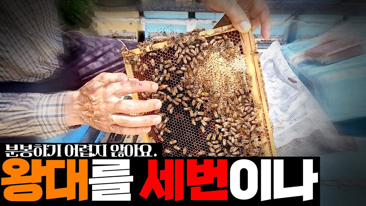 [미희네벌꿀농장] 분봉에 자꾸 실패 하신다고요? 이렇게 해보세요 #bee #beekeeping #노하우 #벌 #양봉