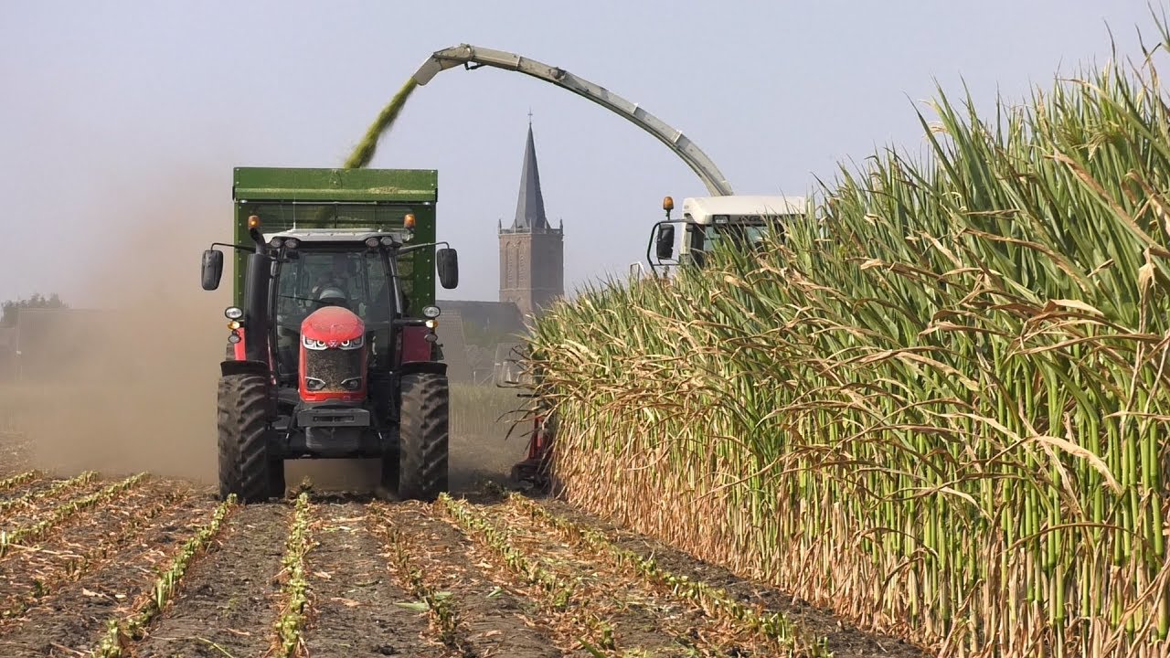 Eerste mais gehakseld vanwege droogte