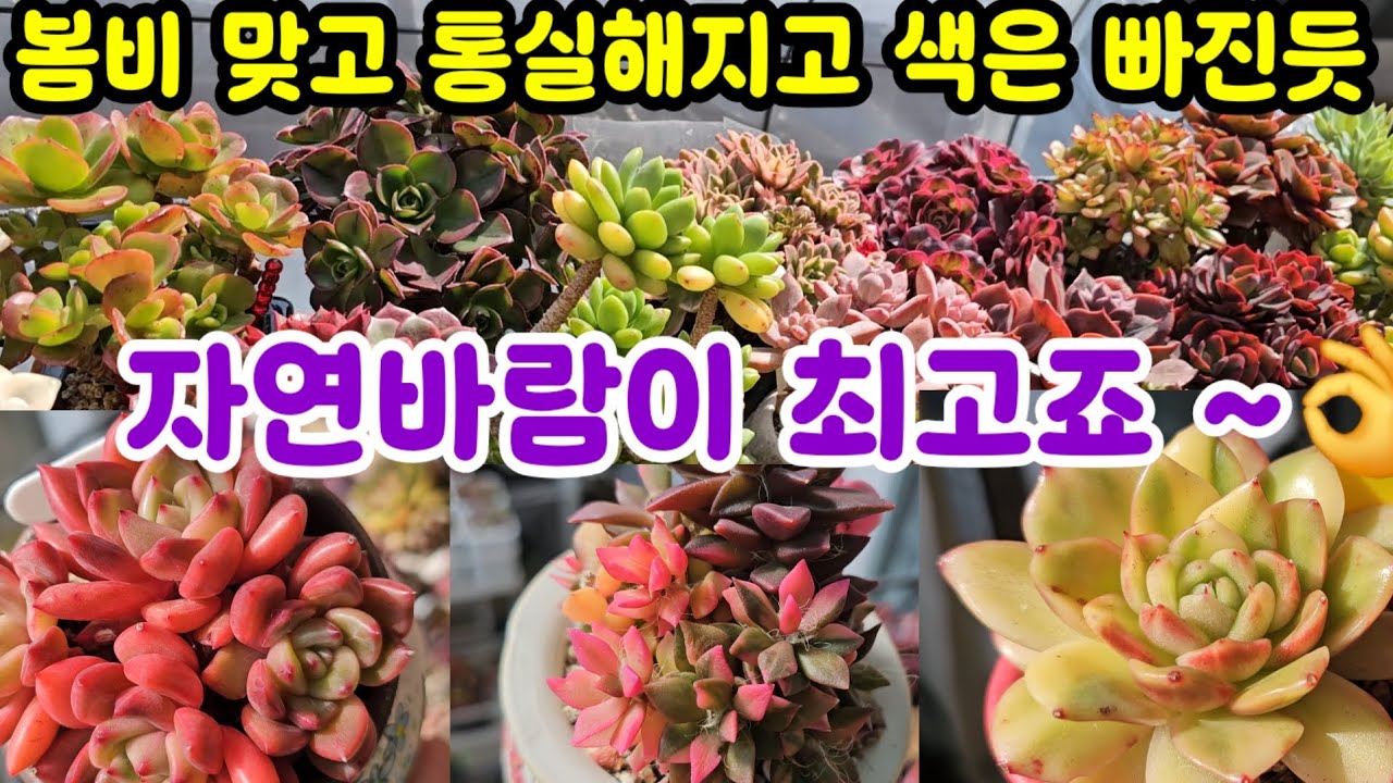 다육이 키우기 자연바람 자연햇빛이 최고죠~👍적응훈련 하고 빗물도 먹고 탱글탱글 😆