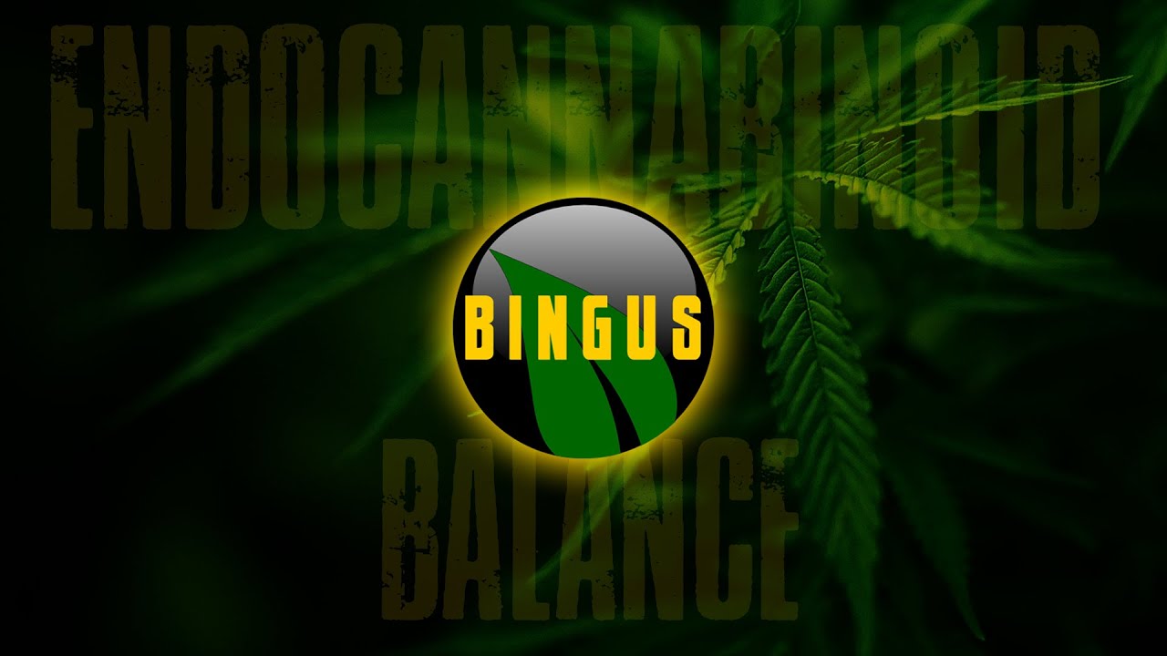 The Bingus Den