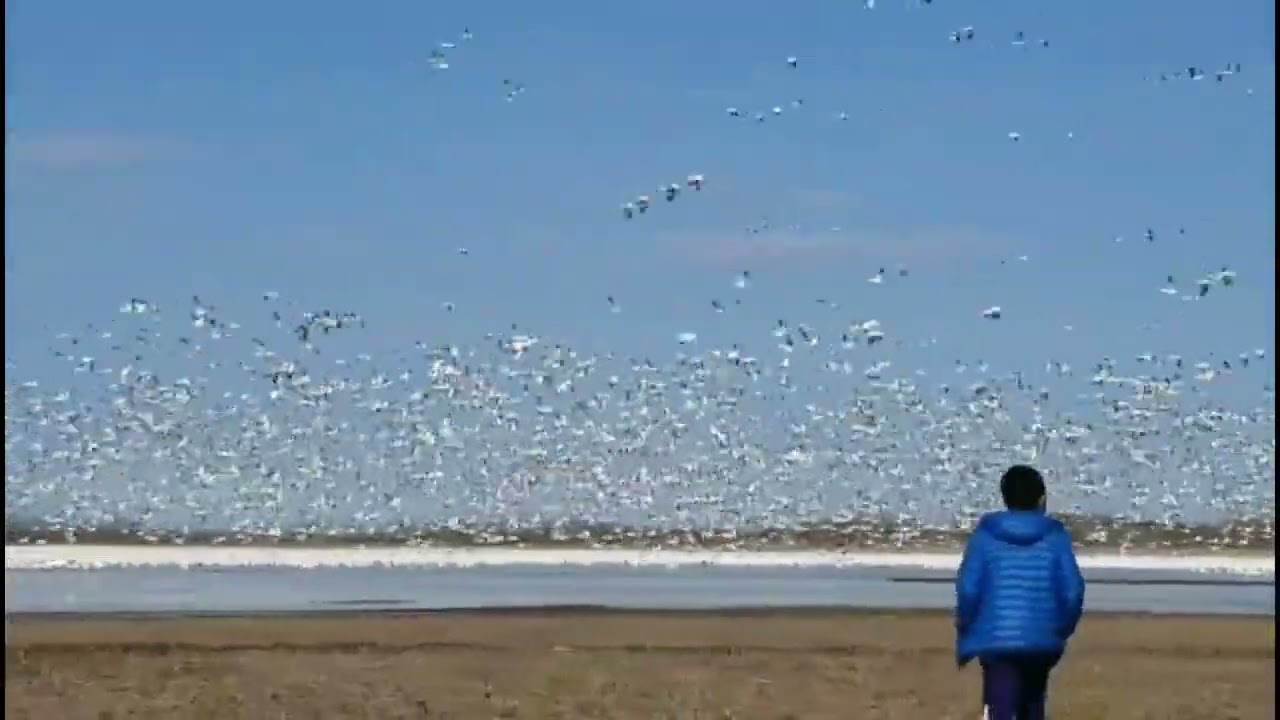 Белый гусь