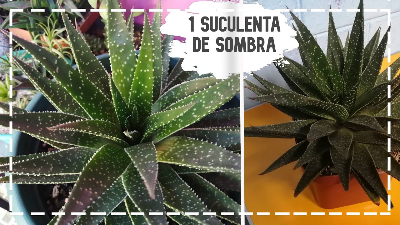 1 suculenta de sombra, Aloe Aristata