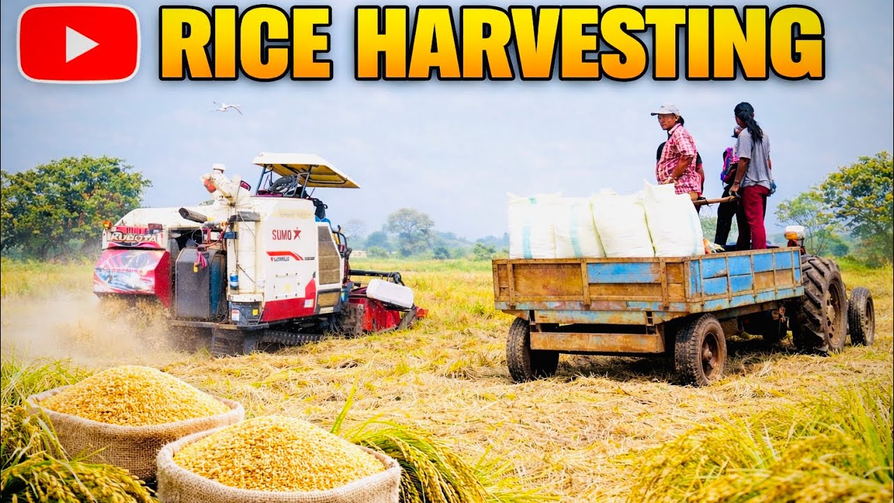 Rice Harvesting Sri Lanka