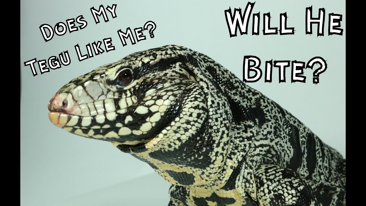 Is Your Tegu Comfortable With You?