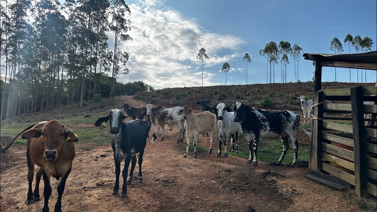 Sítio a venda 10 hectares em MG | Rico em água | Documentação em dia