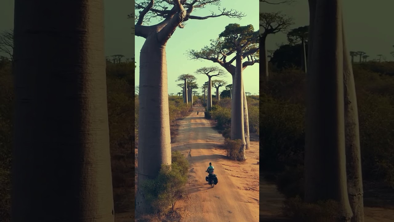 Cycling the corridor of the Avenue of Baobabs in Madagascar. @kamranonbike