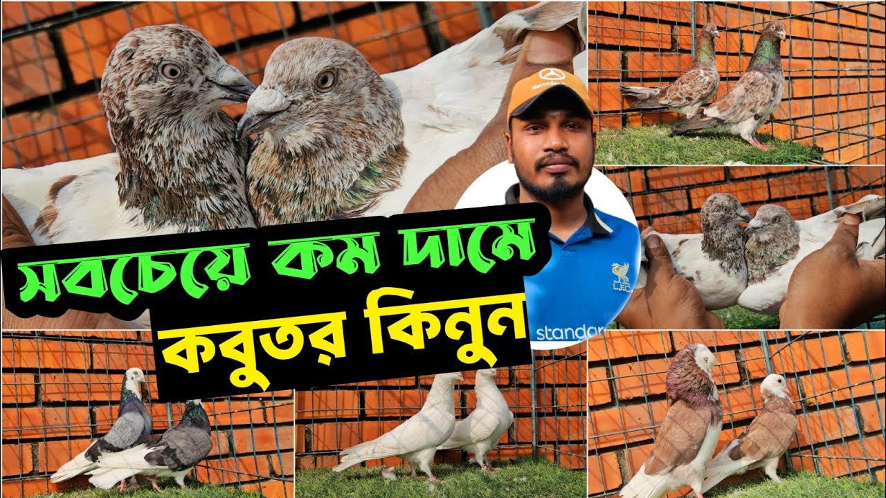 অবিশ্বাস্য কম দামে সেরা মানের কবুতর কিনুন! 🕊️ Kobutor Price in BD 2026 