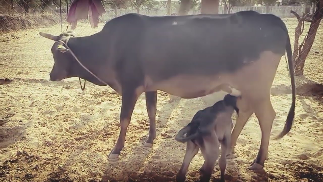 1 day cow 🐄 baby feeding#cow #cowbaby #cowlover #rajasthanvlog #desiviilagelifetstyle #villagevlog