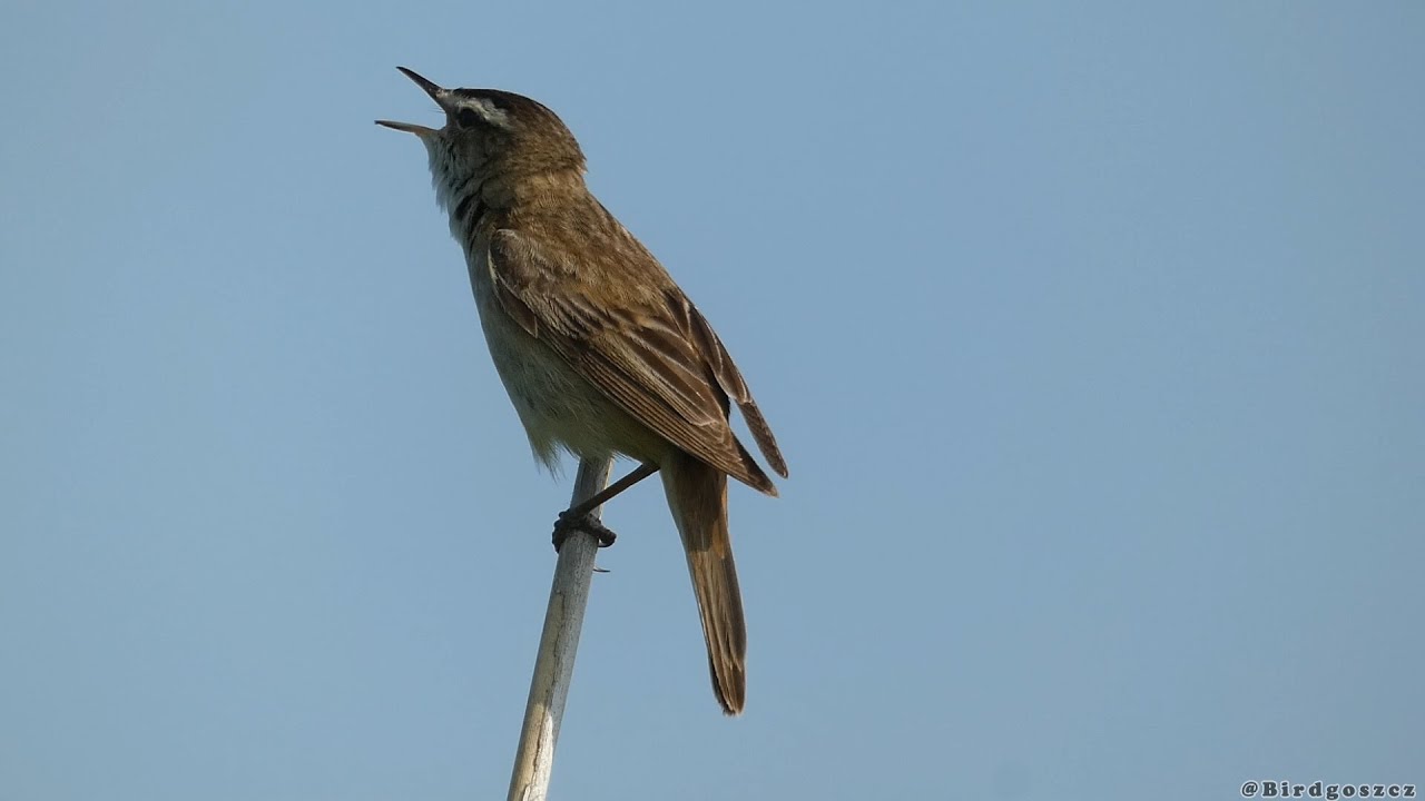 Rokitniczka / Sedge warbler (Acrocephalus schoenobaenus)