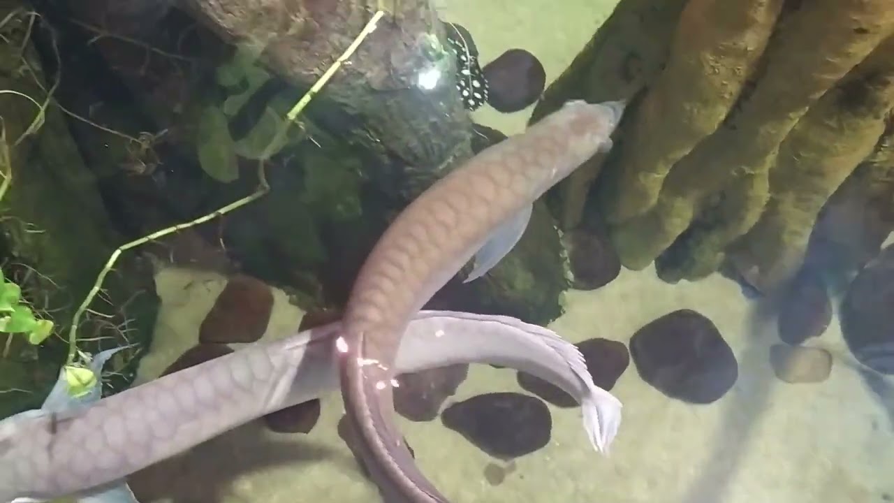 Acuario de Zaragoza