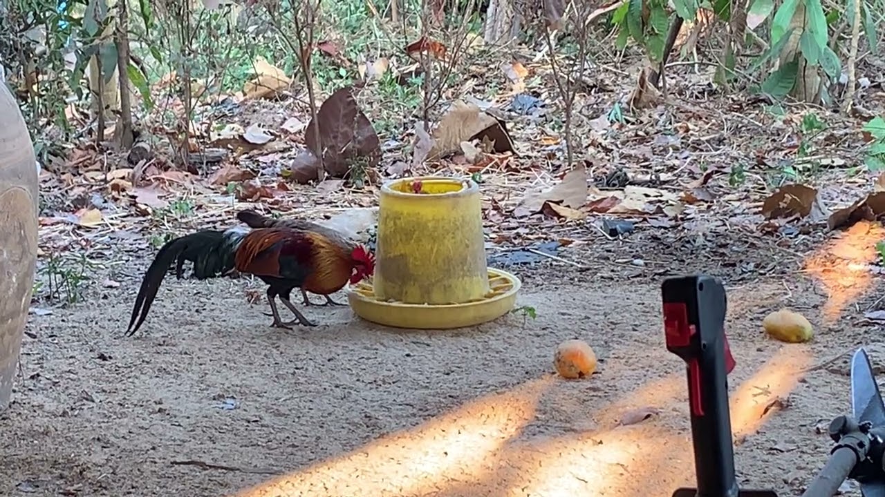 ไก่แจ้