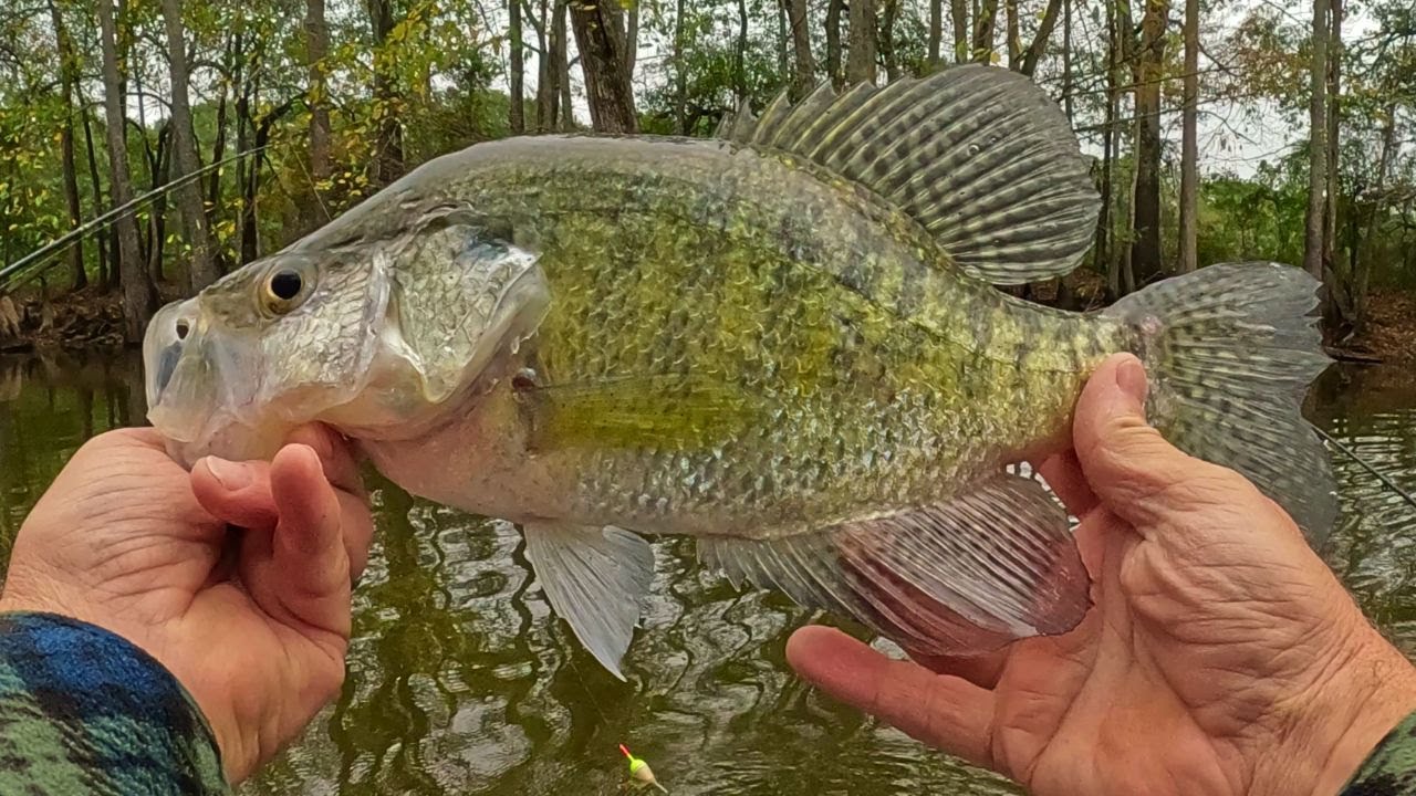 What's the Secret to Catching Crappie in November with Live Bait?
