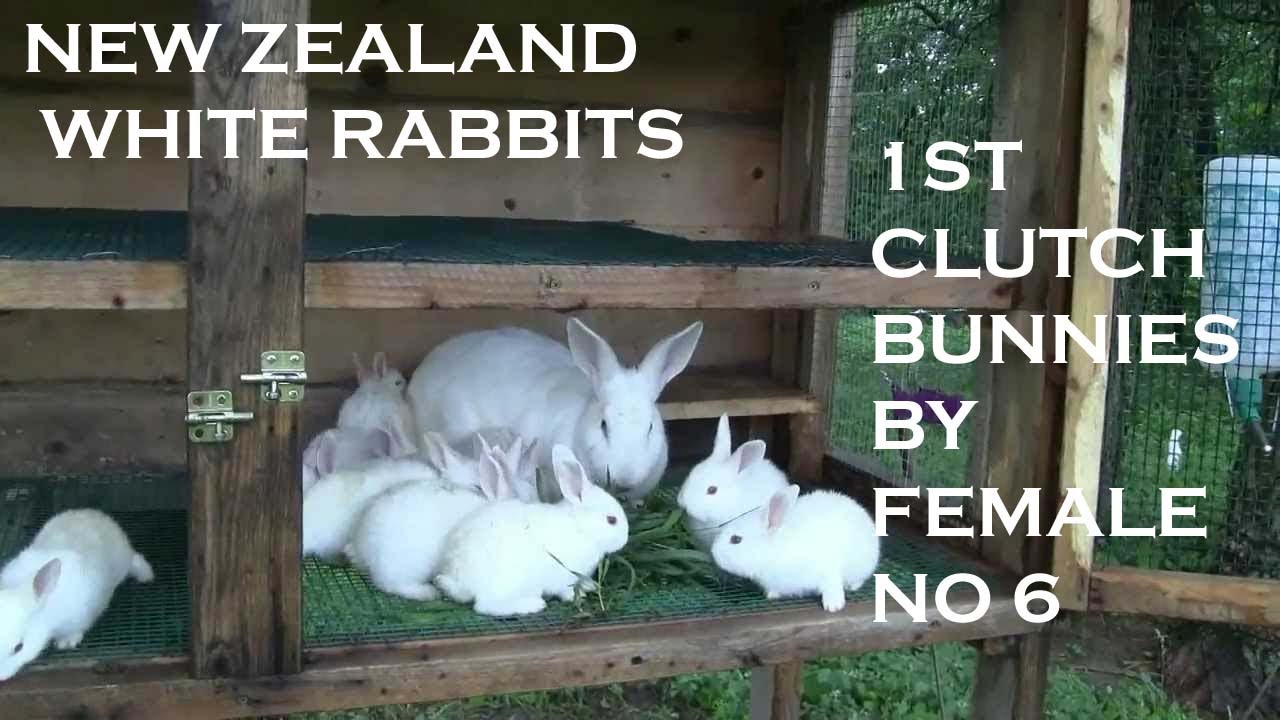 New Zealand White Rabbit | 1st Clutch Bunnies| Best Rabbit | Hot Rabbit in Pakistan | Best Sale