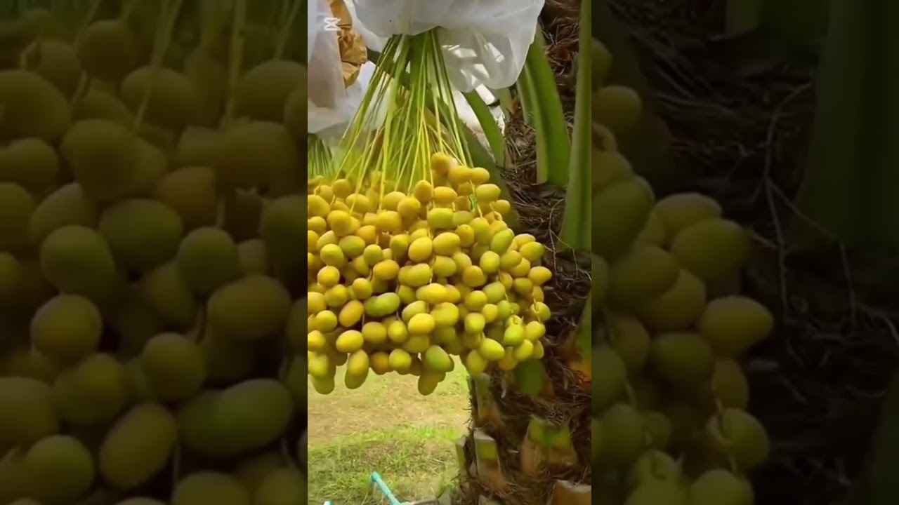 تمور البرحي #نخلة #بساتين #تمور_فاخرة #nature #الطبيعة #فواكه #نخيل #الغربيه #نخل