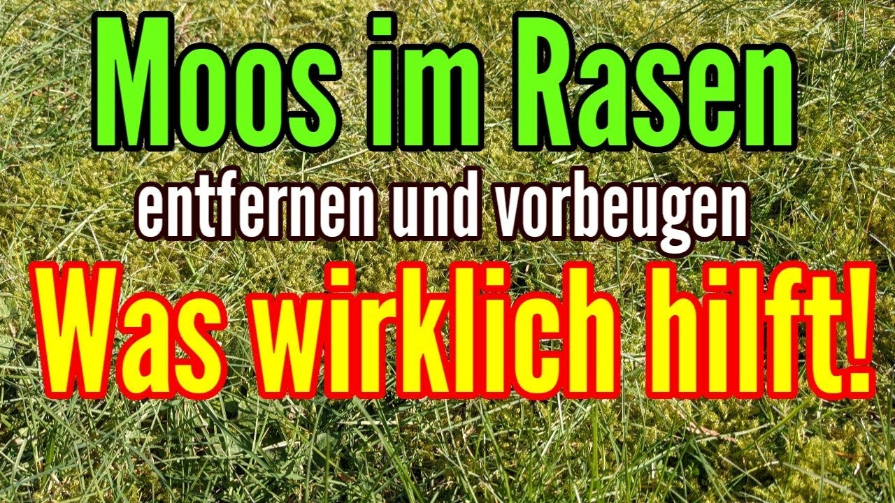 Moos im Rasen das hilft wirklich - Die besten TIPPS gegen MOOS im Rasen entfernen und vorbeugen
