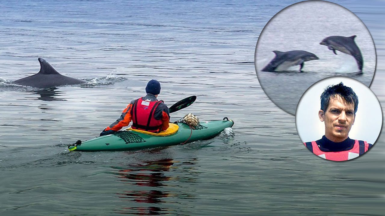 Delfine in der Ostsee - Sensation in Flensburger Förde