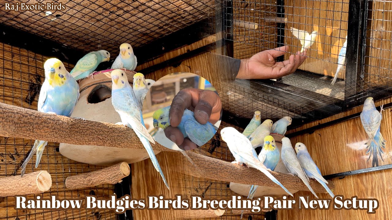 Rainbow Budgies Birds Breeding Pair New Setup | Rainbow Budgies - Raj Exotic Bird