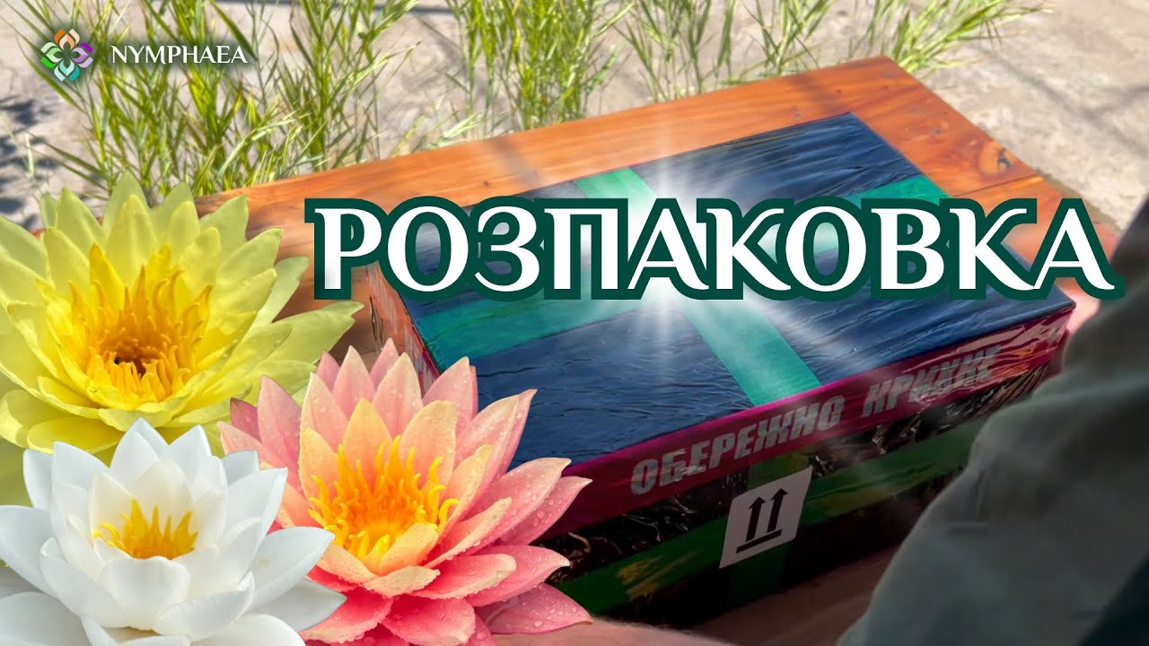 Як ми пакуємо німфеї, кувшинки, водяні лілії | Розпаковка з nymphaea.com.ua