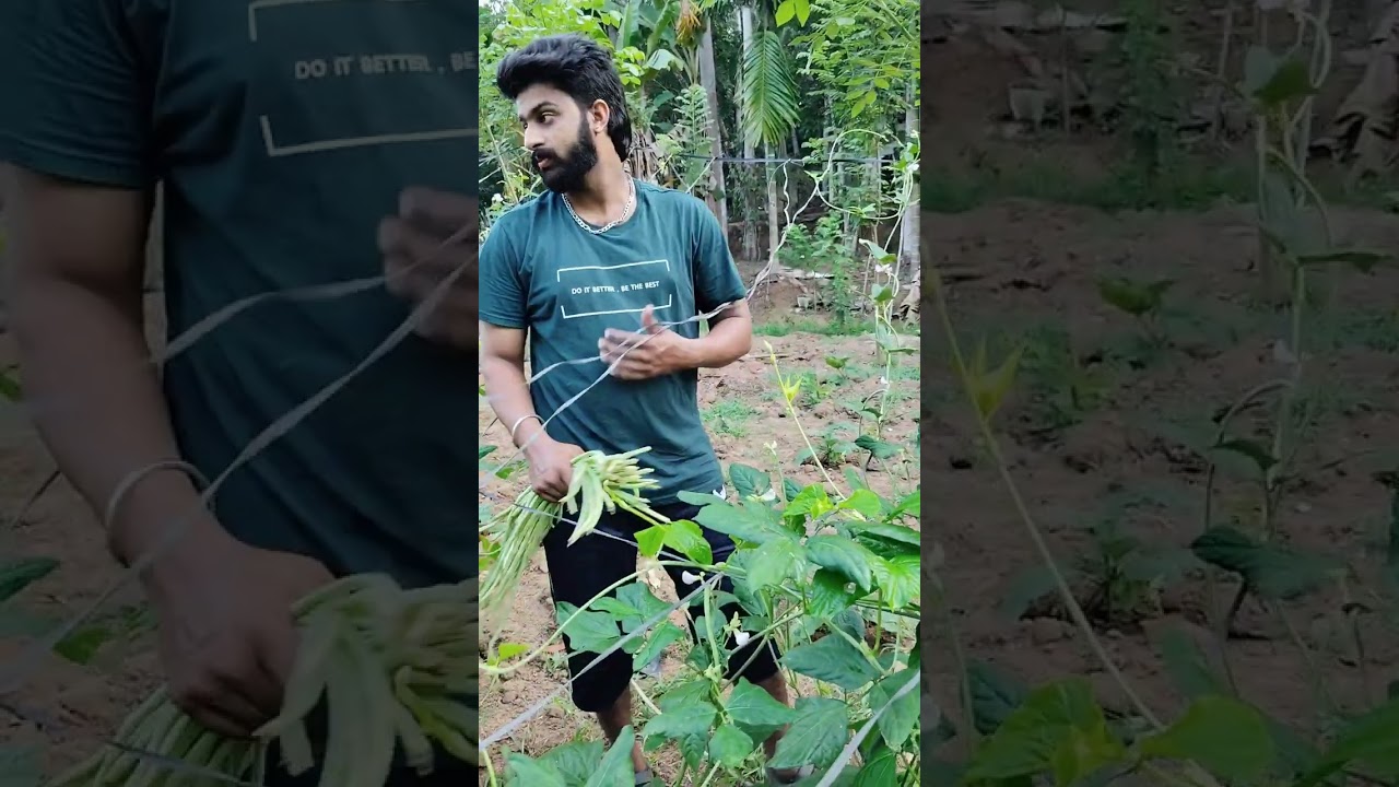 farming life🌾#keralafarming #keralafarmers #greenscreen #greenary