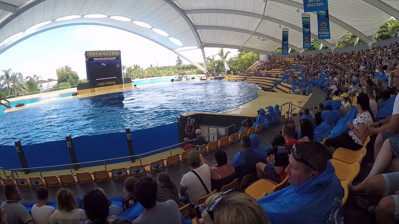 Spania, Tenerife. Loro Parque - Orcas show