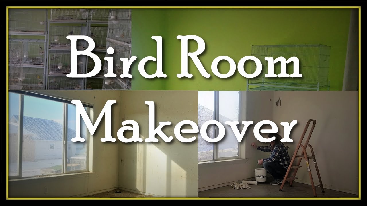 Bird Room Makeover