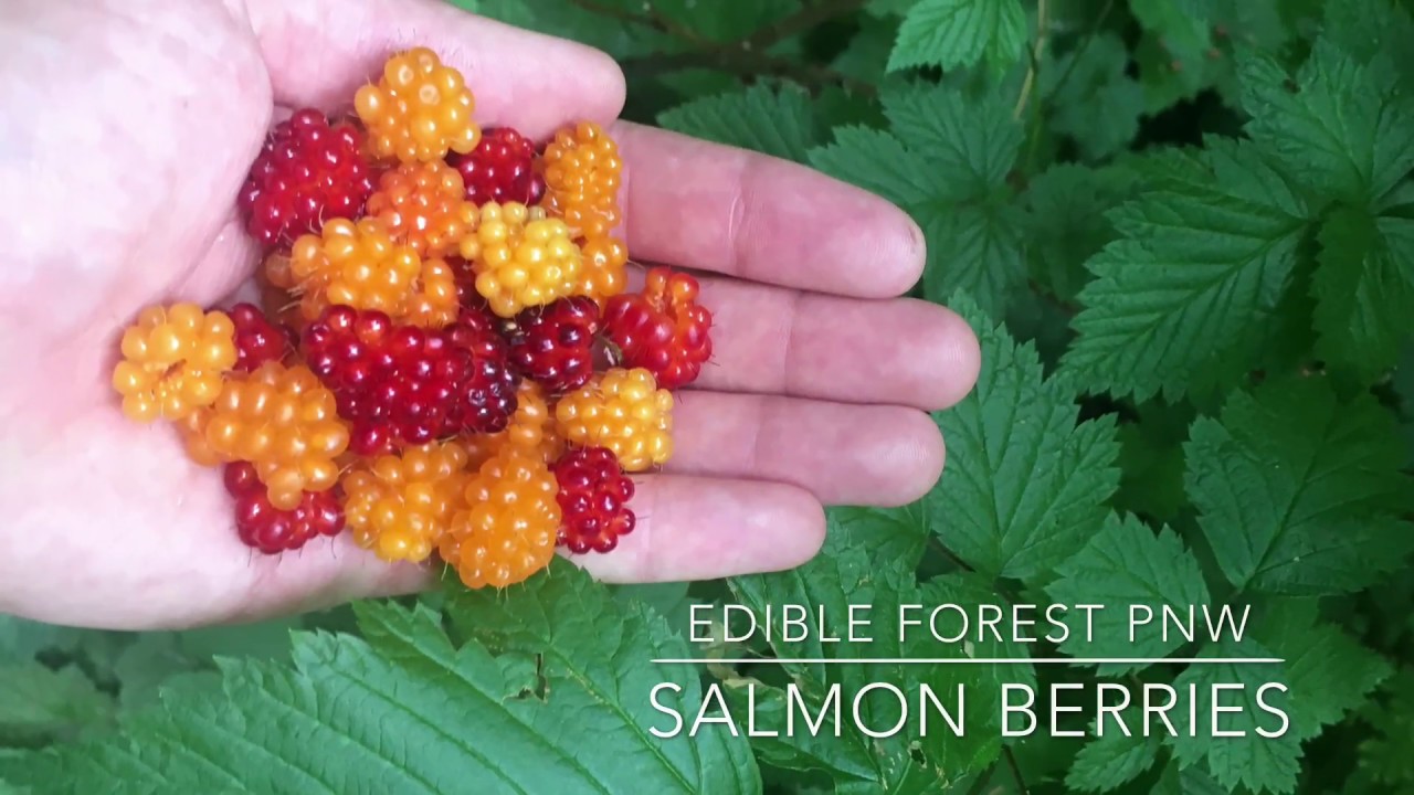 Salmonberries. You can eat these wild berries!