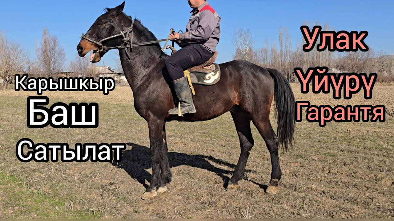 Бүгүн 20 февраль 2026 улак үйүрү тамайат сатылат #кыргызст #узбекистан #атбазар #horse #rekomendasi 
