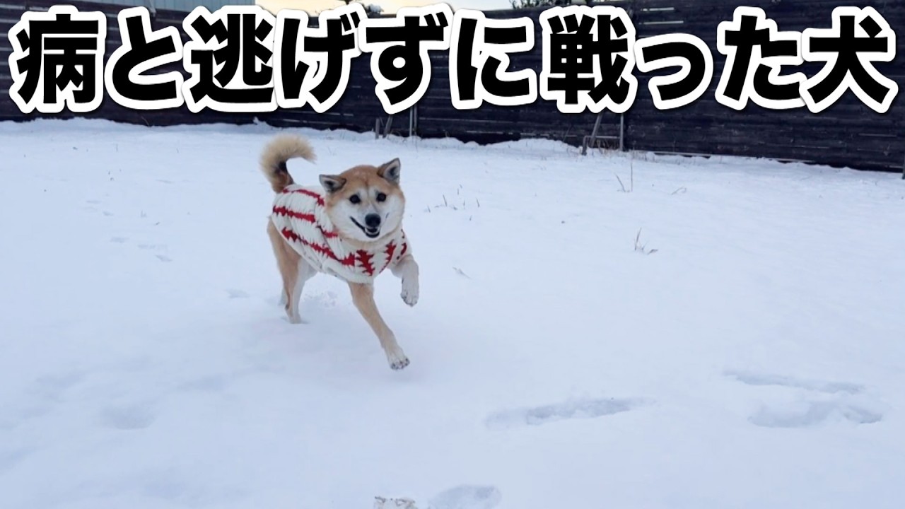 ジョンくんが病気を克服して雪で遊べる日が来るなんて・・・
