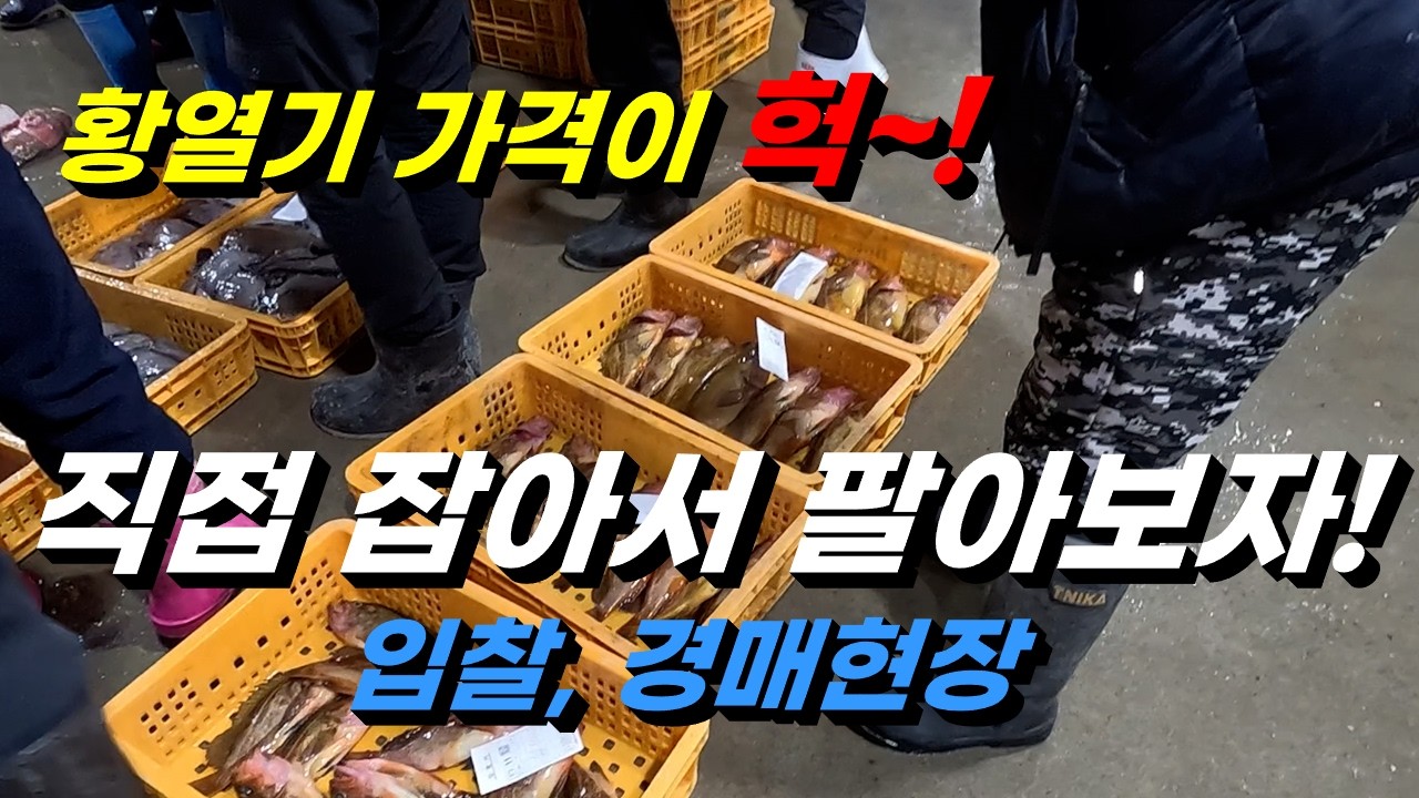 낚시로 잡은 황열기 직접 팔아봅니다!  얼마일까요~ / 주문진항 수협 어판장