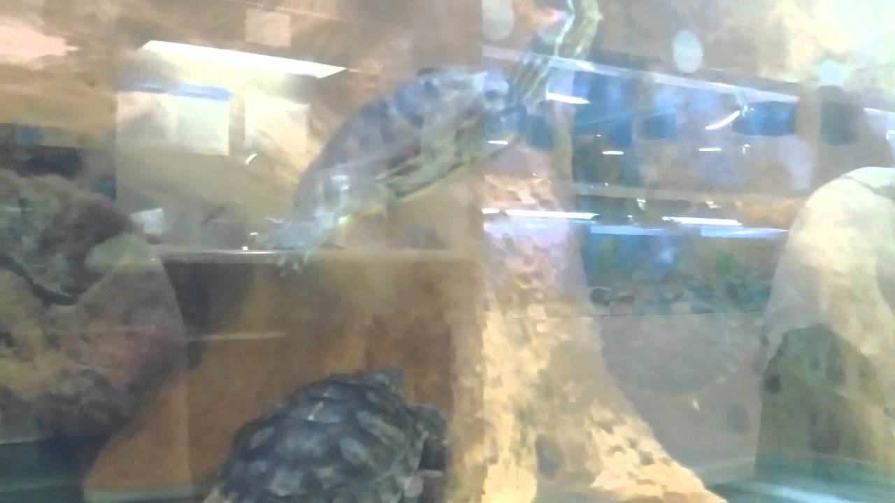 Series Of Murdoc pt.7 TURTLES