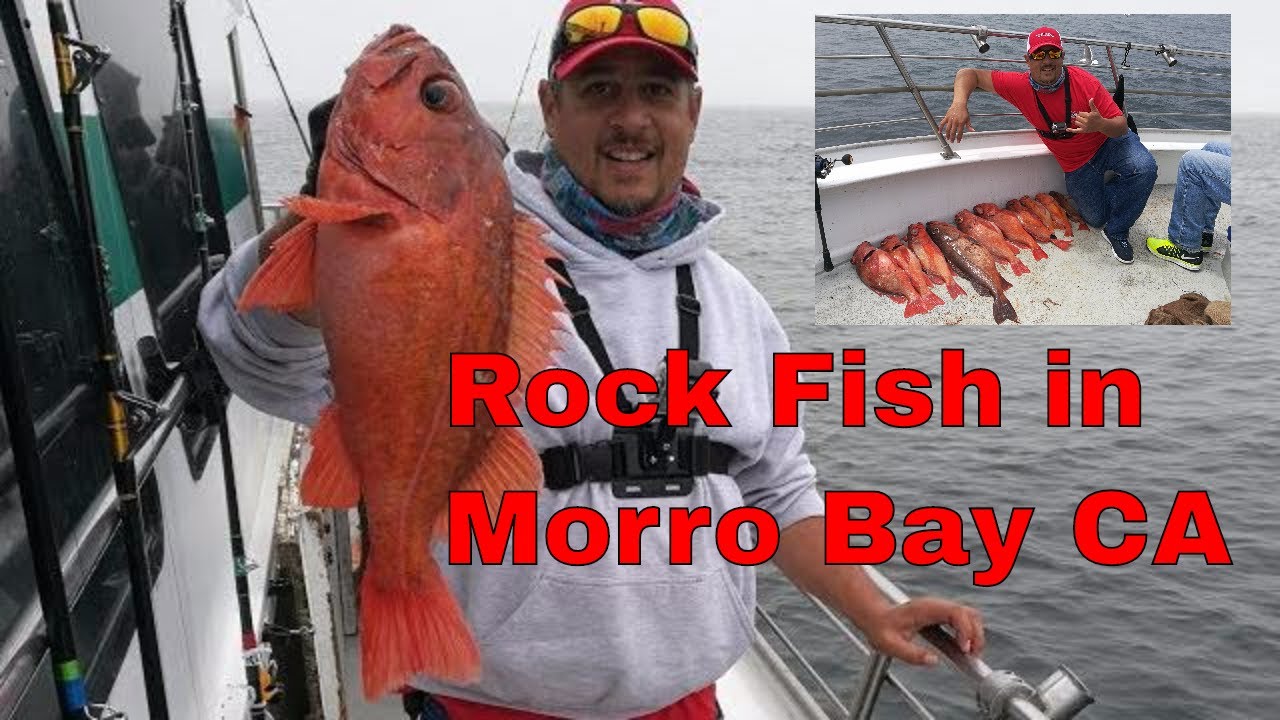 Huge Rock Fish on Endeavor Morro Bay Landing California