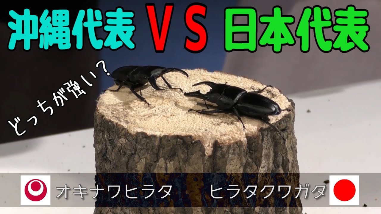 捕まえた沖縄カブトＶＳ県外産カブト どっちが強い？