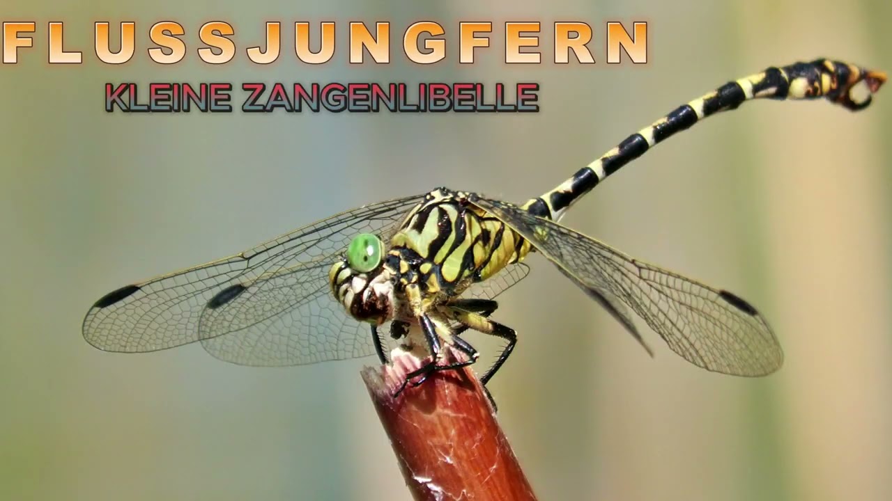 IN FREUDIGER ERWARTUNG
