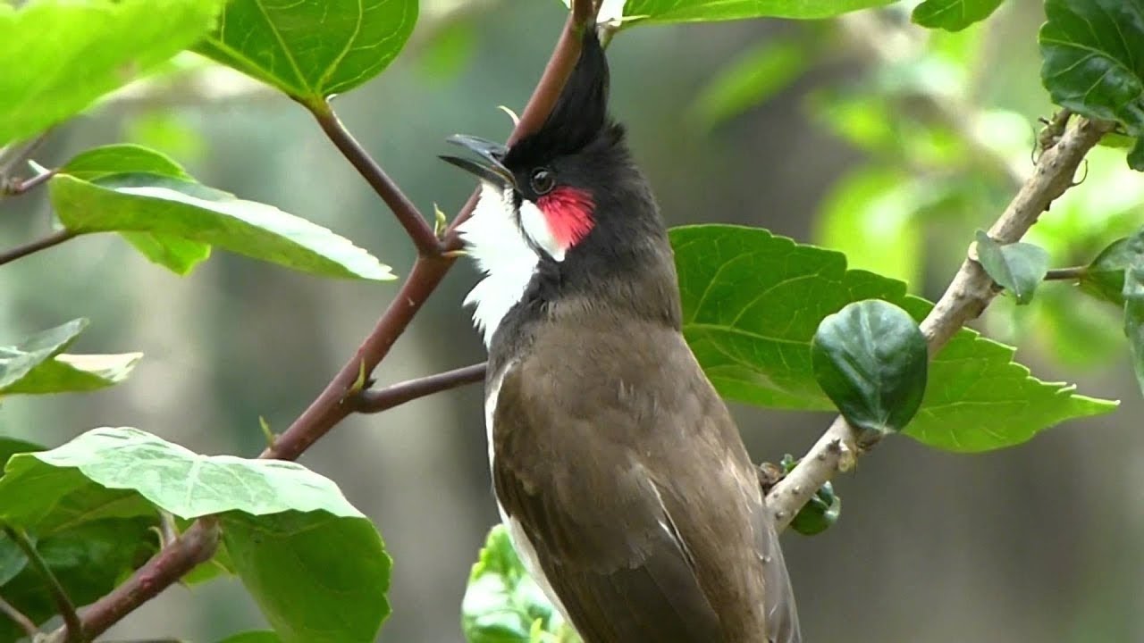 Thailand bird - เสียงนกกรงหัวจุก สำหรับต่อ หรือ เปิดให้นกคึก เสียงเพราะๆ -  #เจ้าคิง #นกกรงหัวจุก