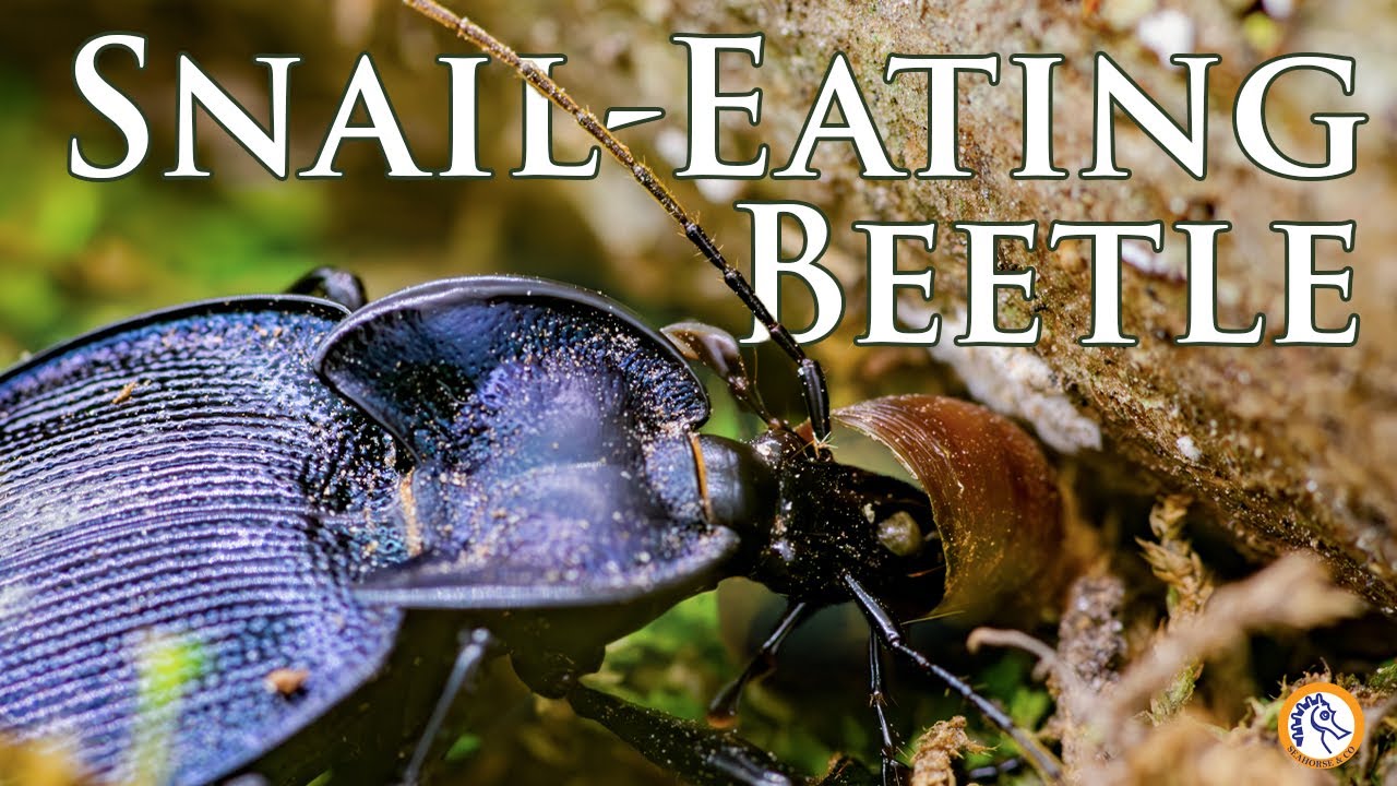 This Dangerous Beetle Feasts on Snails: Cahaba National Wildlife Refuge
