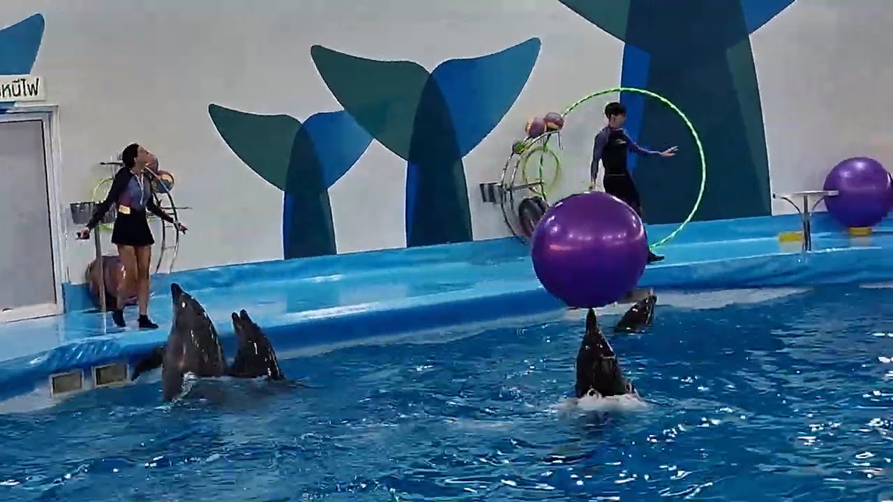 Dolphin show 🐬
