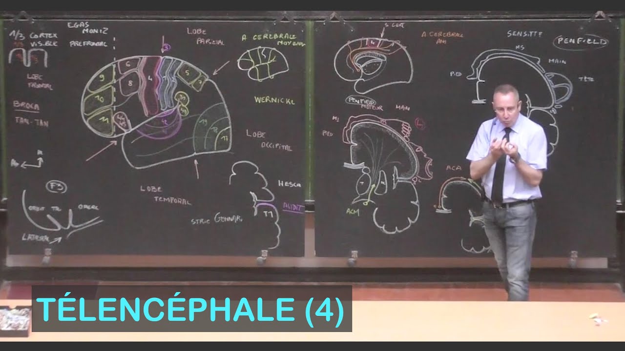 Anatomie des aires corticales cérébrales (Télencéphale 4 - Neuroanatomie 11)