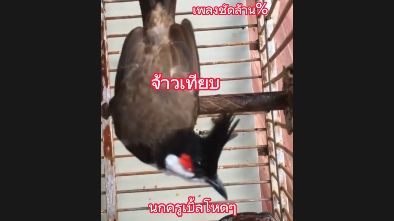 #นกกรงหัวจุก ป่าเบิ้ลโหดกว่านี้มีอีกไหม่ จ้าวเทียบ😳😳 #นกเบิ้ลอาชีพ EP:20