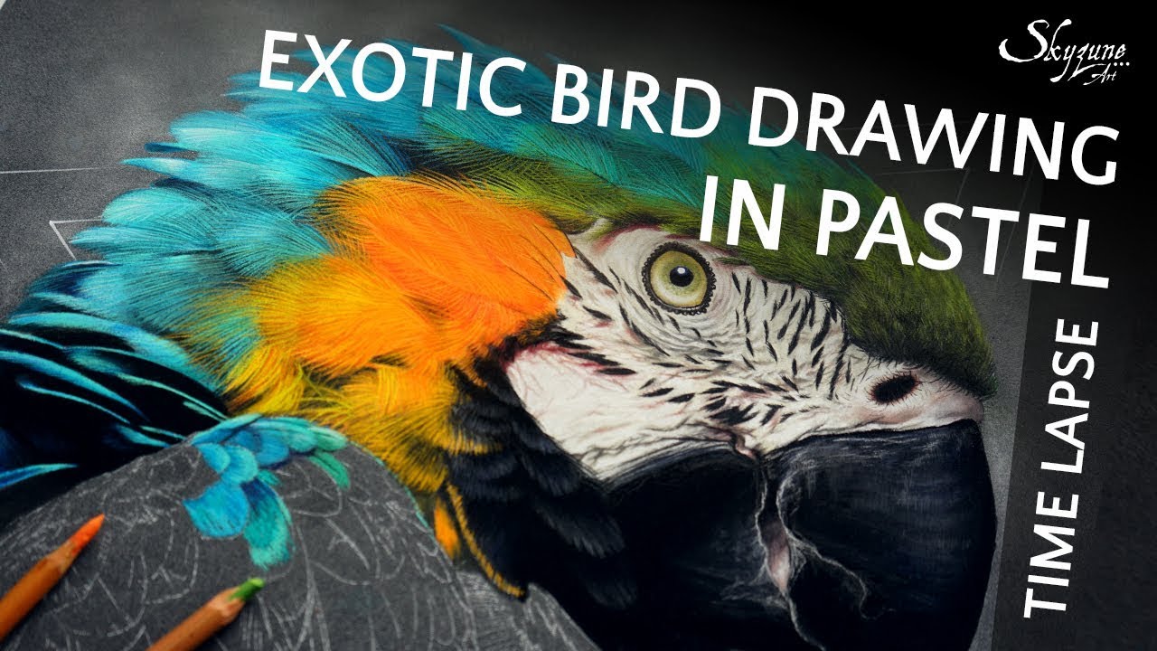 Parrot drawing in soft pastel / Dessiner un perroquet au pastel sec • Time lapse • Skyzune ART