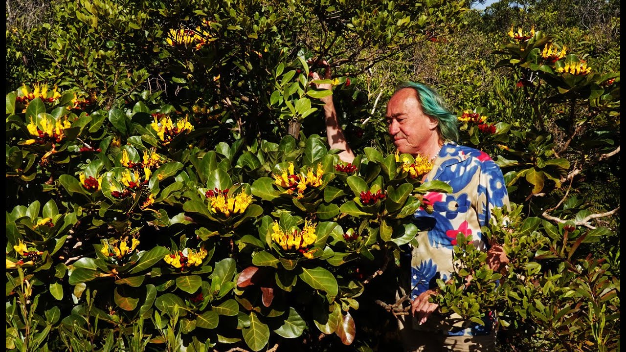 FIELD TRIP WITH PATRICK BLANC IN NEW CALEDONIA - LE GRAND SUD