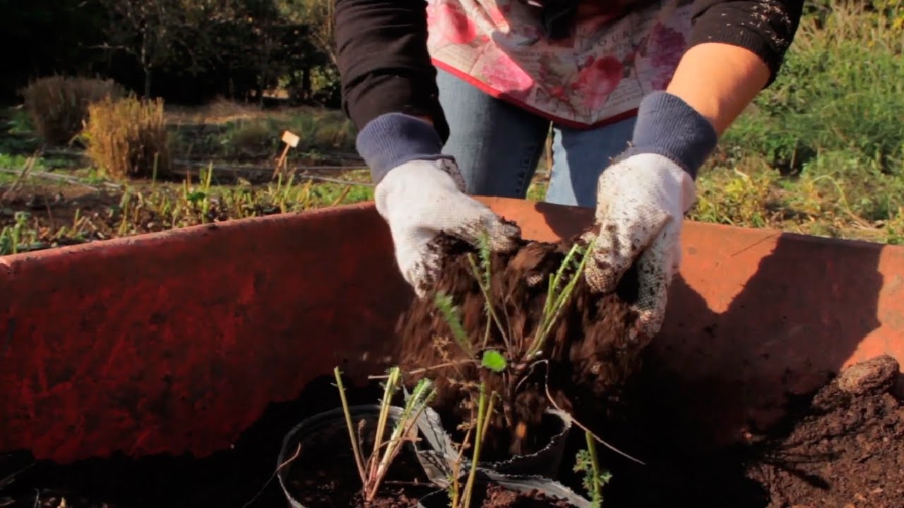 Taller de Canteros [5/6] - Otoño en el Cantero