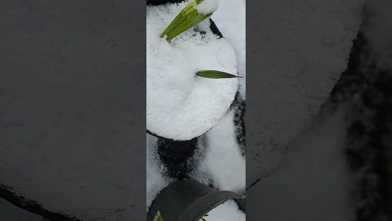 frost resistant? frozen baby palmtrees in crazy dutchg weather.