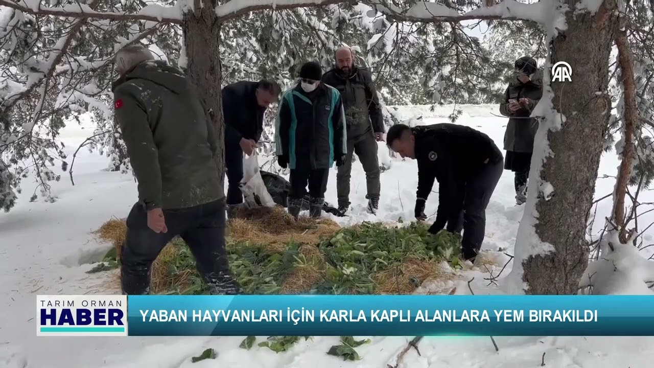 Yaban hayvanları için karlı kaplı alanlara yem bırakıldı