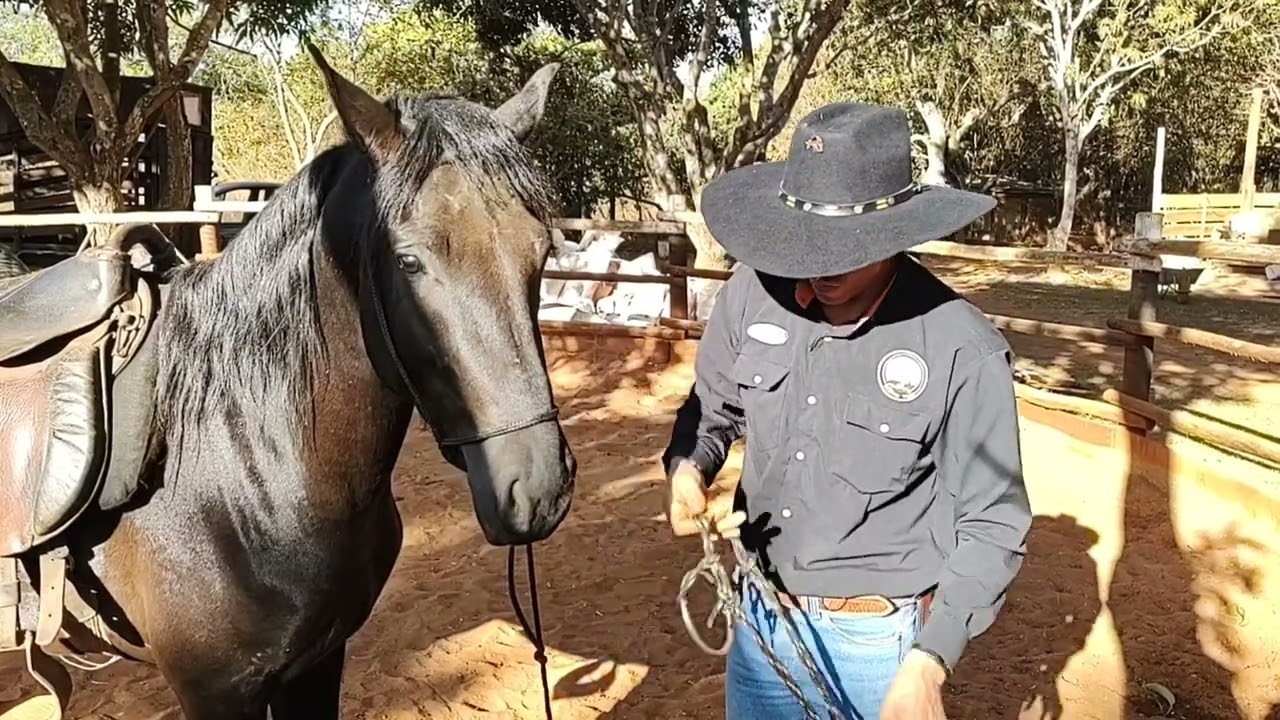 COLOCANDO A CELA NO CAVALO MONTE NEGRO. VEJA REAÇÃO DELE
