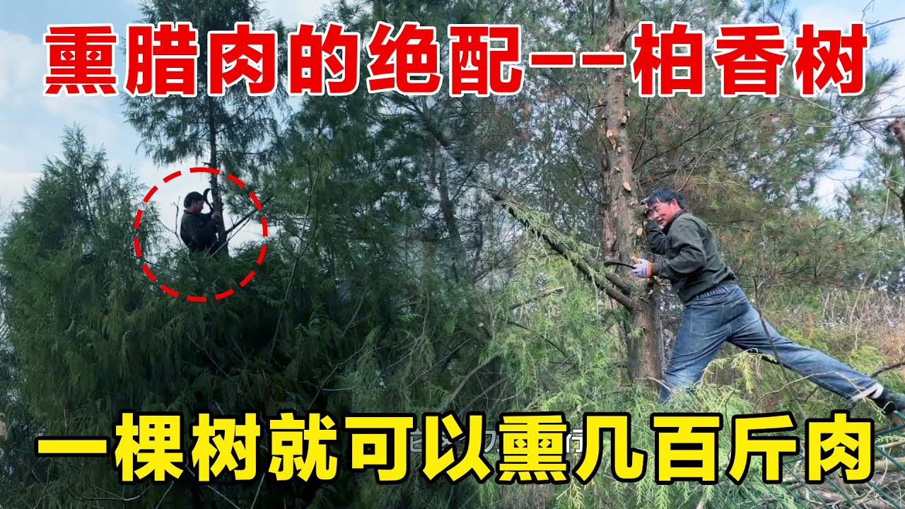又到了熏腊肉的季节，准备熏腊肉的材料——柏香树，一棵树可以熏几百斤肉